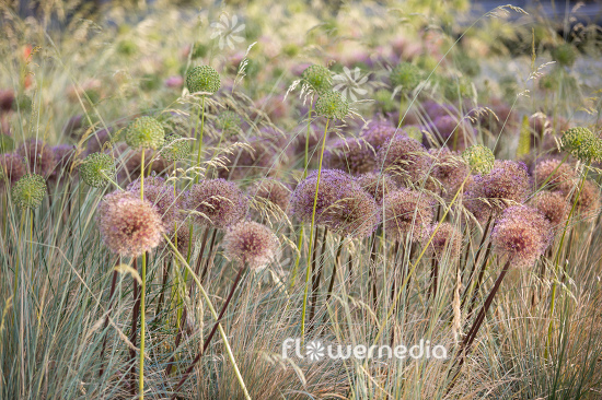 Allium with grasses (112892)