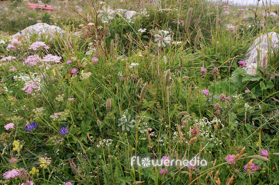 Anthoxanthum nipponicum - Alpine vernal grass (112103)