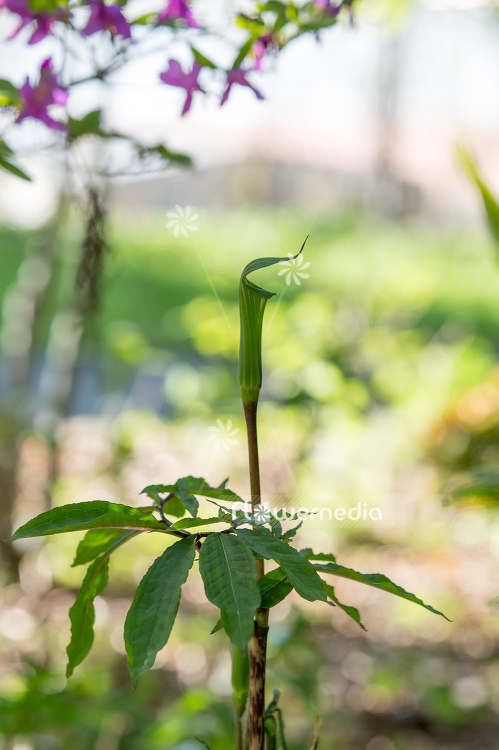 Arisaema serratum - Cobra lily (106682)