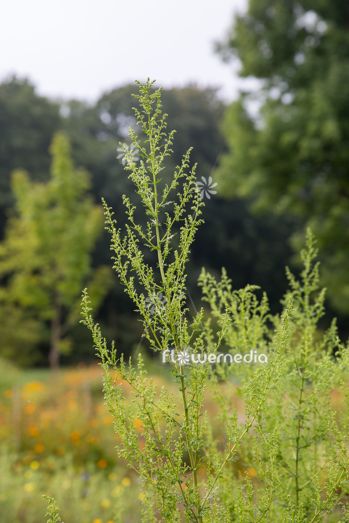 Artemisia annua - Sweet wormwood
