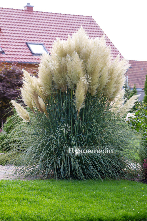 Cortaderia selloana - Pampas grass (107516)