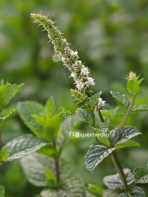 Spearmint - Green Mint Seeds (Mentha spicata) - Price €1.95