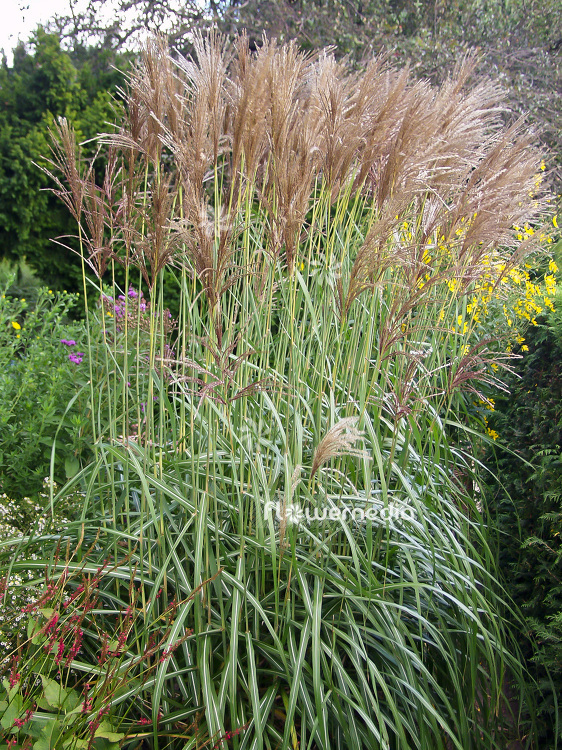 Miscanthus Sinensis Malepartus Chinese Silver Grass 101341
