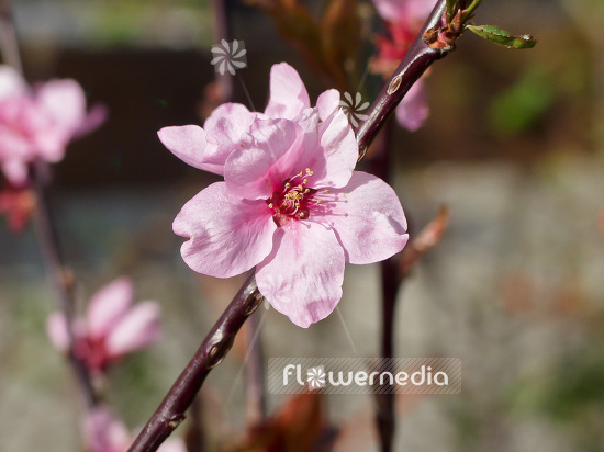 Peach blossom Flower, Prunus persica