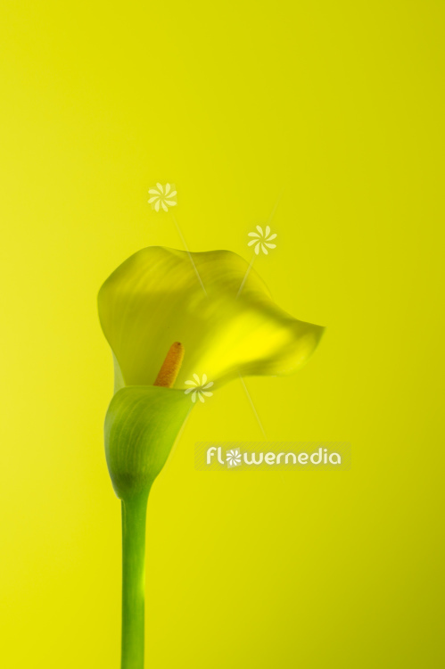 Yellow flower of Arum lily (113153)