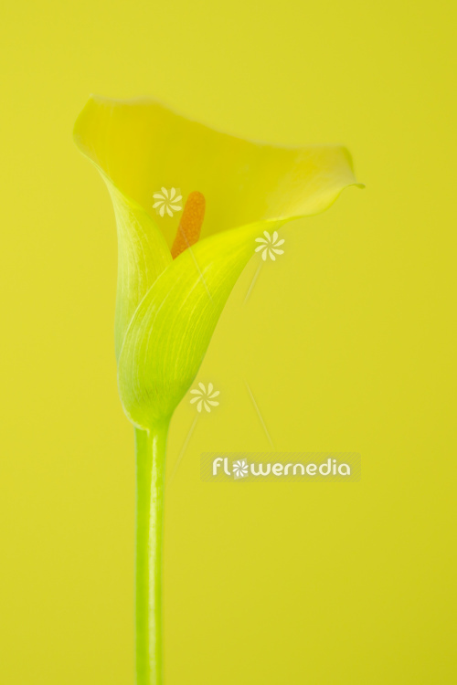 Yellow flower of Arum lily (113154)