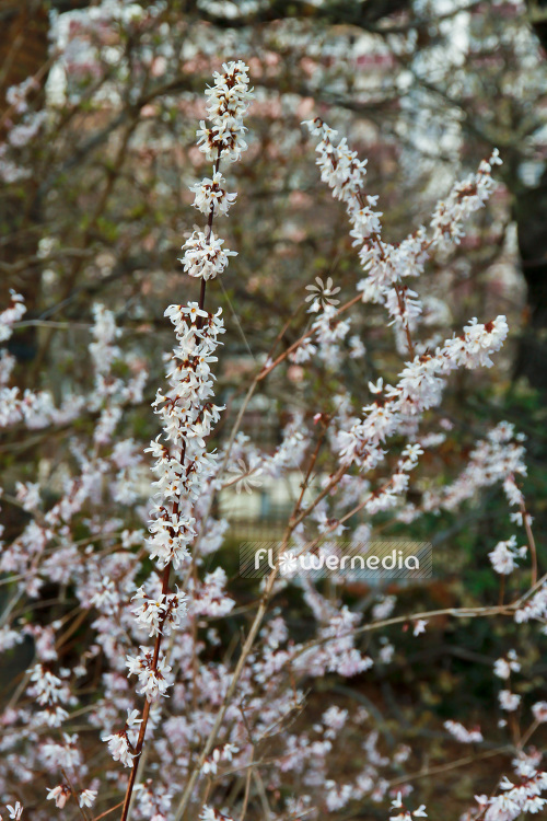 Abeliophyllum distichum - White Forsythia (102154)