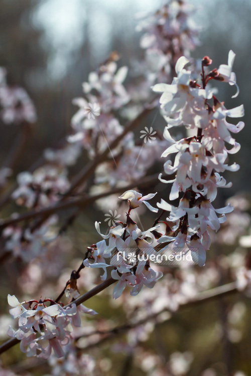 Abeliophyllum distichum - White Forsythia (102155)