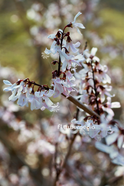 Abeliophyllum distichum - White Forsythia (105214)