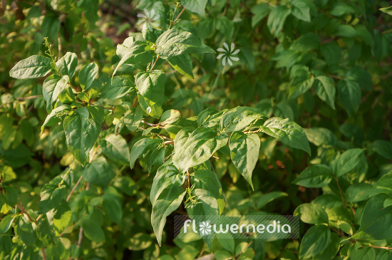 Abeliophyllum distichum - White Forsythia (106418)