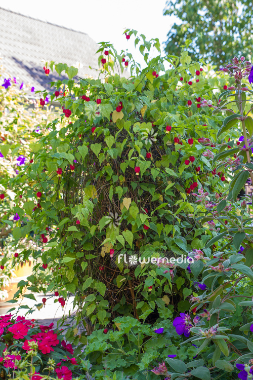 Abutilon megapotamicum - Trailing abutilon (106458) - flowermedia