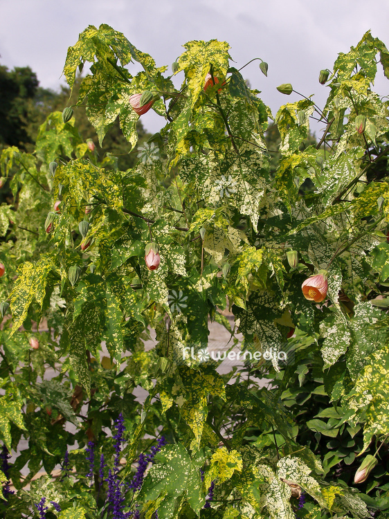 Abutilon pictum 'Thompsonii' - Redvein abutilon (100012)