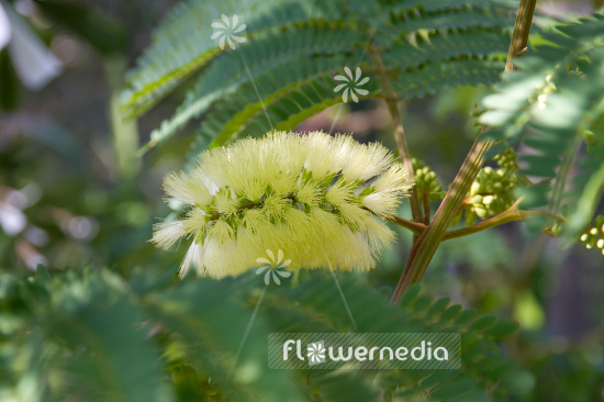 Acacia cultriformis - Acacia (106600)