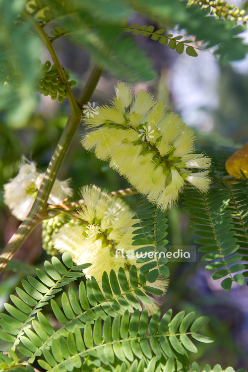Acacia cultriformis - Acacia (106601)