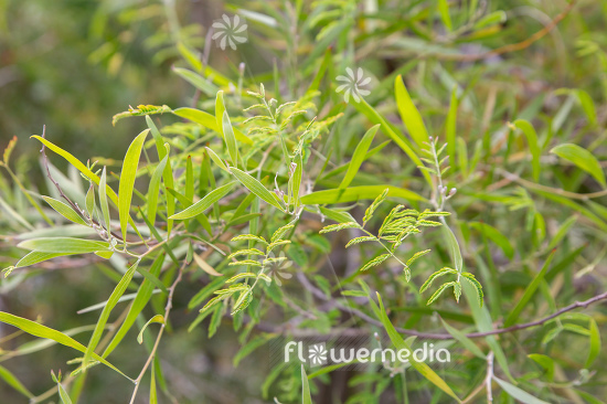 Acacia melanoxylon - Australian blackwood (111768)