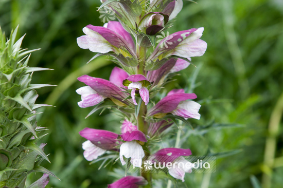 Acanthus spinosus - Armed bear's breech (106508)