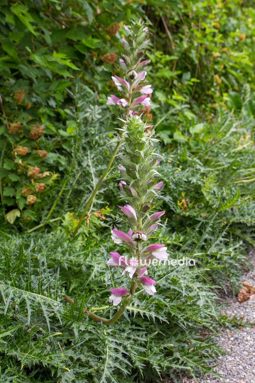 Acanthus spinosus - Armed bear's breech (106509)