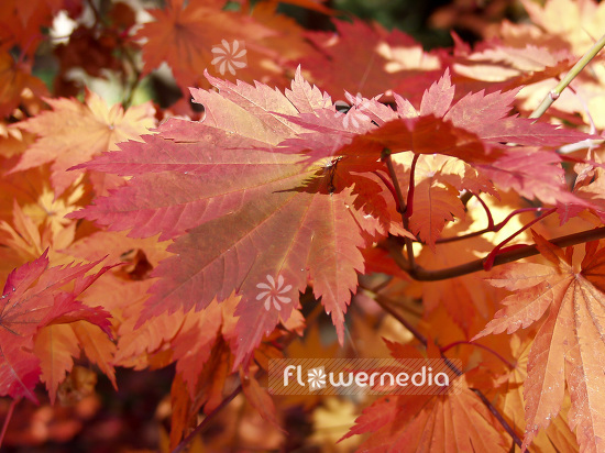 Acer japonicum var. vitifolium - Japanese maple (106400)