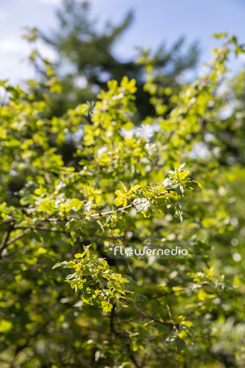 Acer monspessulanum - Montpelier maple (106519)