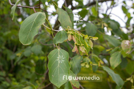 Acer paxii - Evergreen maple (106538)