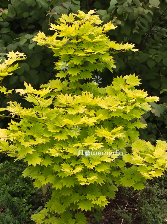 Acer shirasawanum 'Aureum' - Golden shirasawa maple (100045)