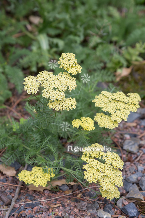 Achillea biebersteinii - Yarrow (111808)