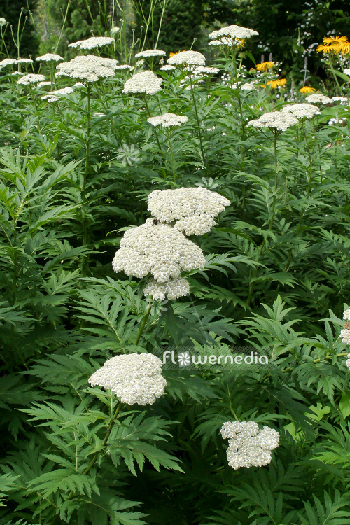 Achillea macrophylla - Broad-leaved Yarrow (108512)