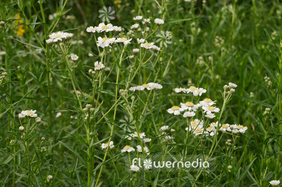 Achillea pyrenaica - Pyrenaen yarrow (108536)