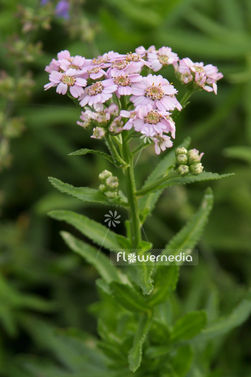 Achillea sibirica var. camtschatica 'Love Parade' - Yarrow (108537)