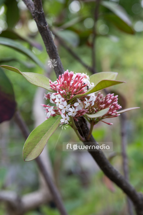 Acokanthera oblongifolia - Poison arrow plant (108567)