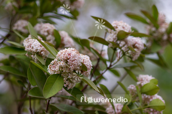 Acokanthera oblongifolia - Poison arrow plant (108568)