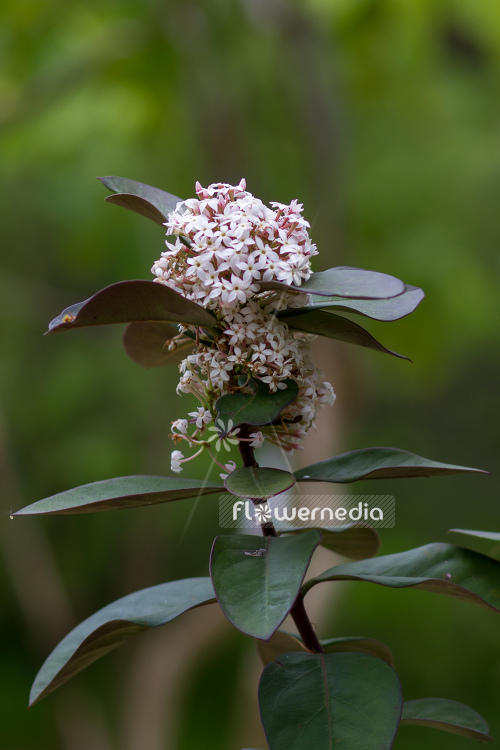 Acokanthera oblongifolia - Poison arrow plant (108569)