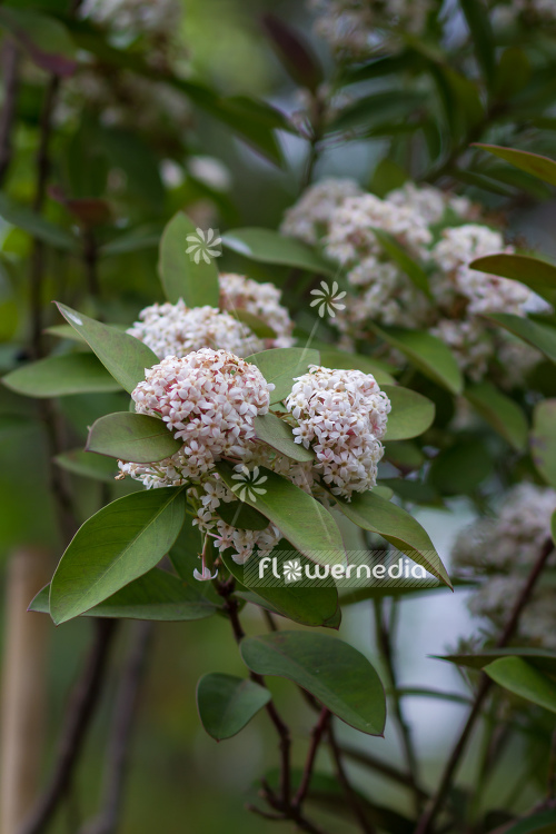 Acokanthera oblongifolia - Poison arrow plant (108570)