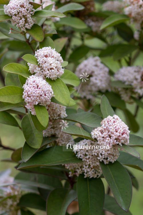 Acokanthera oblongifolia - Poison arrow plant (108571)