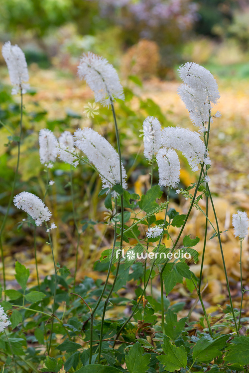 Actaea matsumurae 'White Pearl' - Baneberry (108624)