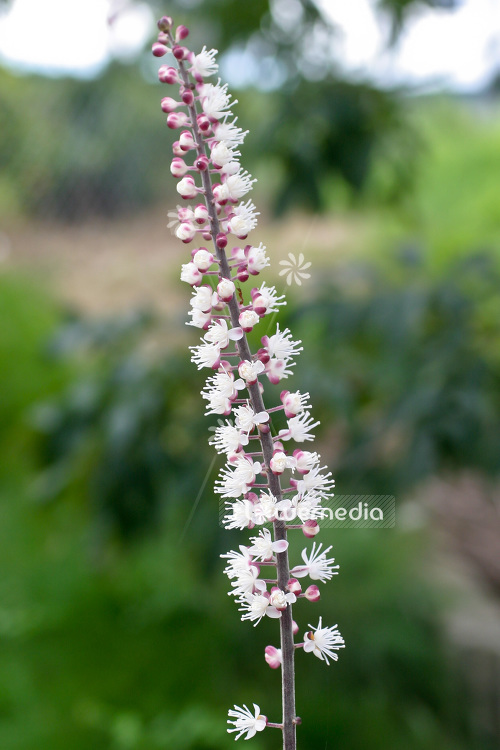 Actaea simplex - Cohosh (102216)