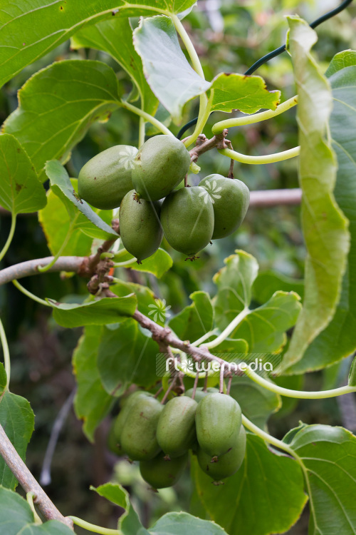 Actinidia 'Mountain Giant' - Kiwi fruit (102226)