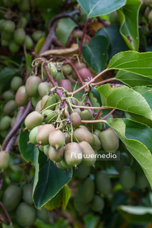 Actinidia 'Red Beauty' - Kiwi fruit (102227)