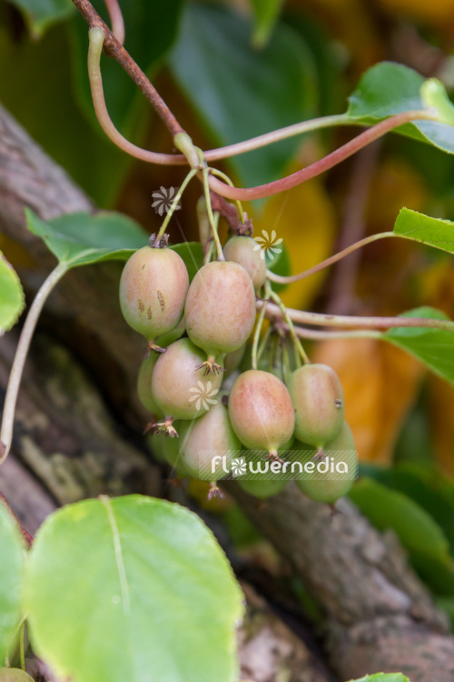 Actinidia 'Red Beauty' - Kiwi fruit (102229)
