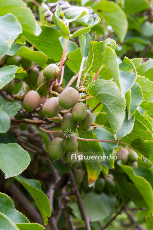 Actinidia 'Red Beauty' - Kiwi fruit (102230)