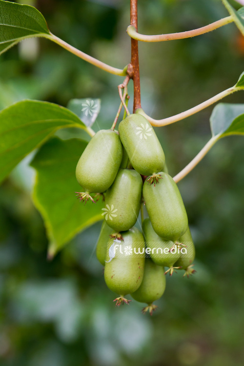 Actinidia 'WM 4-9' - Kiwi fruit (102231)