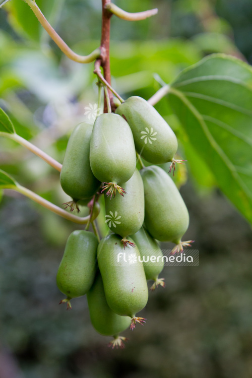 Actinidia 'WM 4-9' - Kiwi fruit (102233)
