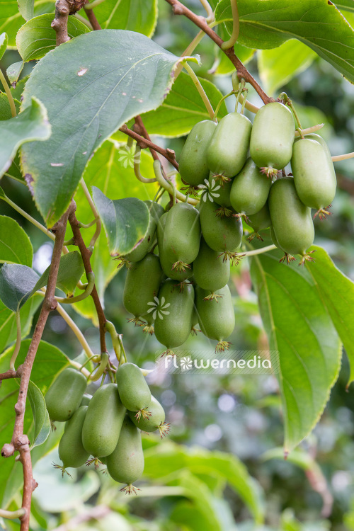 Actinidia 'WM 4-9' - Kiwi fruit (102234)