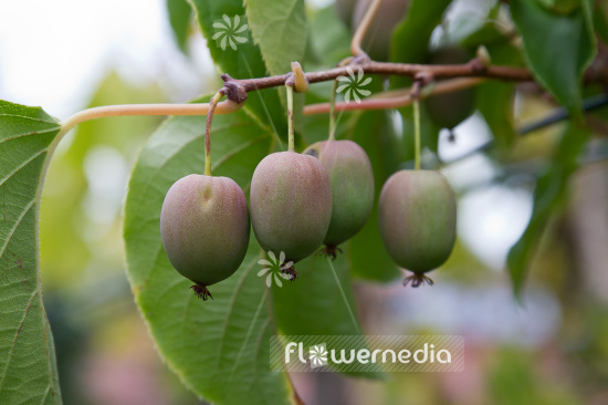 Actinidia 'WM ST-1' - Kiwi fruit (102235)
