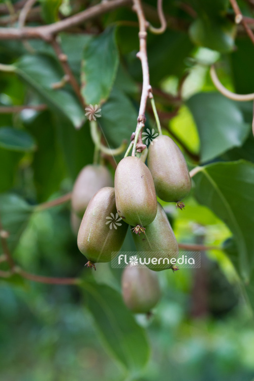 Actinidia 'WM ST-2' - Kiwi fruit (102236)