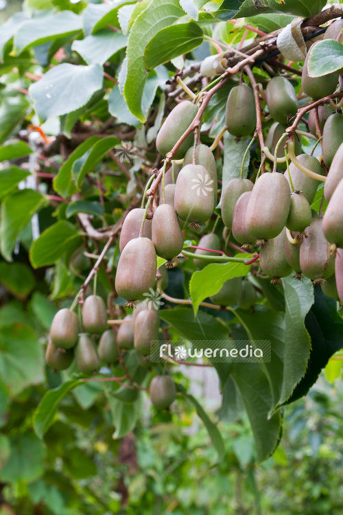 Actinidia 'WM ST-2' - Kiwi fruit (102237)