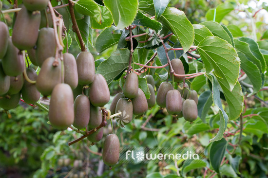 Actinidia 'WM ST-2' - Kiwi fruit (102238)