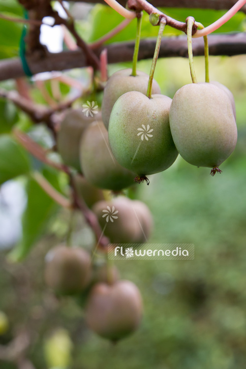 Actinidia 'WM-HA-12-25' - Kiwi fruit (102240)