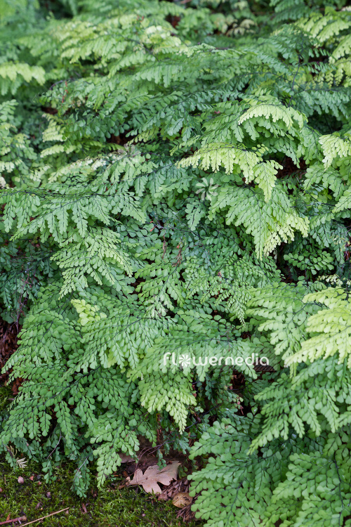 Adiantum venustum - Evergreen maidenhair (108693)