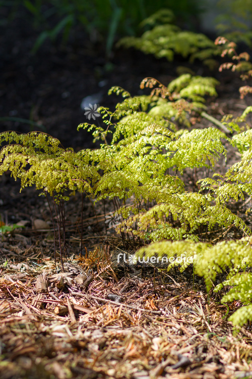 Adiantum venustum - Evergreen maidenhair (108695)